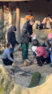 Start der Zooaktion 2026. Die erste Gruppe Kinder von @krebskinderkrefeld und @jojouerdingen haben einen Tag im @zookrefeld mit ganz besonderen Tiererlebnissen verbracht.
Für die Familien der Kinder, die mit ihrer Gesundheit kämpfen, gab es wieder Familienjahreskarten, um dem Alltag auch nur für kurze Besuche bei den Tieren entfliehen zu können.
DANKE an alle Unterstützer/innen und Spender/innen. #nrwinklusiv #schwesterherzenkrefeldhilft