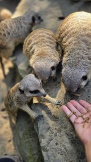 Ein Tag im Zoo mit besonderen Tiererlebnissen, gemeinsamem Essen und kleinen Geschenken.
Schon 40 Jahreskarten für die gesamte Familie für @krebskinderkrefeld und seit 2 Jahren mehr als ein Dutzend Tagesausflüge in den @zookrefeld, u.a. mit @ggs.heinrichsschule und @jojouerdingen… und unzählbare leuchtende Kinderaugen.