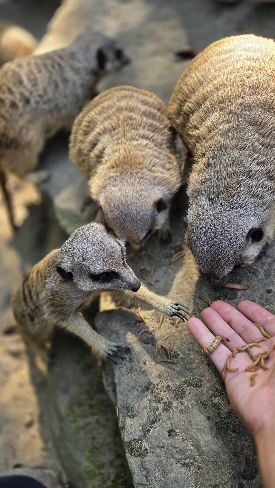 Ein Tag im Zoo mit besonderen Tiererlebnissen, gemeinsamem Essen und kleinen Geschenken.
Schon 40 Jahreskarten für die gesamte Familie für @krebskinderkrefeld und seit 2 Jahren mehr als ein Dutzend Tagesausflüge in den @zookrefeld, u.a. mit @ggs.heinrichsschule und @jojouerdingen… und unzählbare leuchtende Kinderaugen.